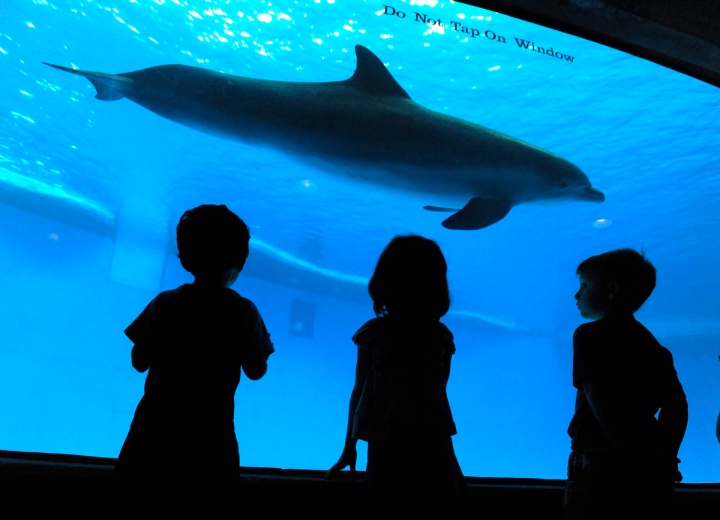 Darkroom at the Aquarium - dolphins